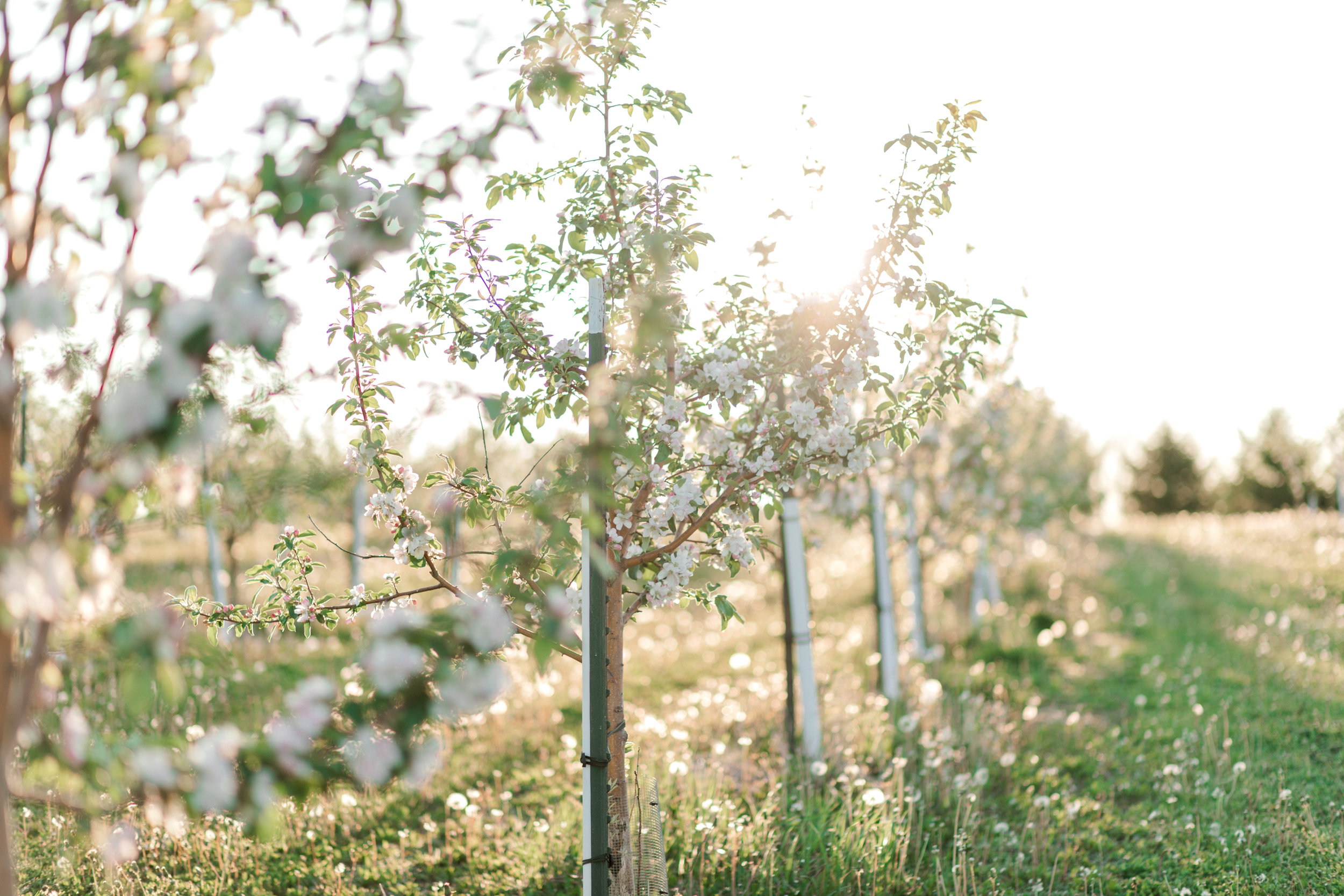 sunrise-orchard-engagement-ideas-with-flower-blossoms-lexie-and-tyler-blossom-and-pine-media-2452.jpg