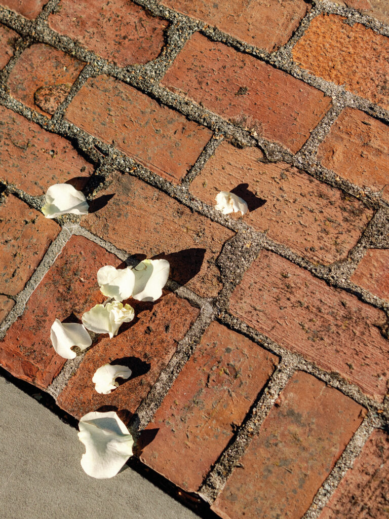 Flower petals lit by the sunshine after being tossed on a brick pathway.