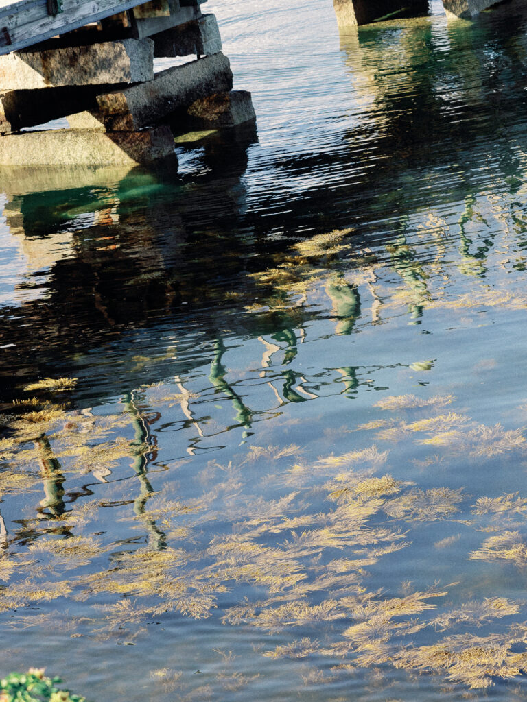 A scenic detail of seaweed floating in the reflection of a pier on the ocean.