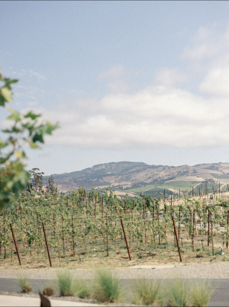 Napa valley hillsides roll in the distance during a wedding at a vineyard in California. Grape vines are in the front of the image.